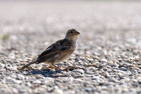 Sparrow plucking on the shores of the sea in Croatia