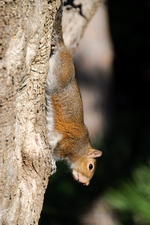 squirrel upside down clinging to a trunk