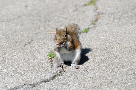 squirrel on the road while eating a peanutの写真素材