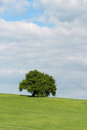 tree on a lawn of the Tuscan hillsの写真素材