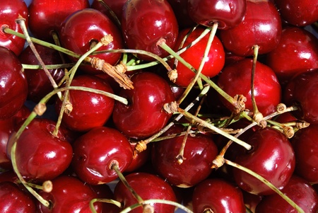 cherry red and shiny in the springの写真素材