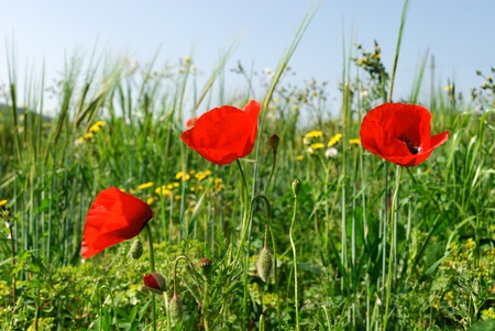 three red poppies in the springの写真素材