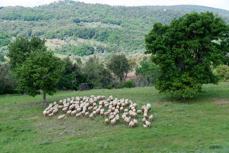 Flock of sheep on the hills of Grosseto in Tuscanyの写真素材