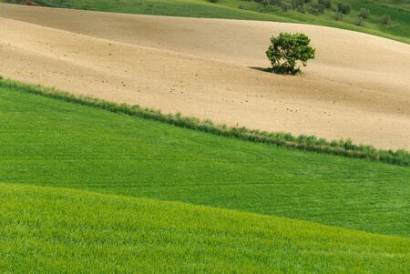 solitary tree in the hills of Siena in Tuscanyの写真素材