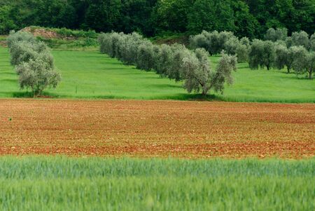 cultivated landscape in Siena in Tuscanyの写真素材