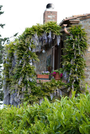 door of a house covered by a wisteria in bloom in Tuscanyの写真素材