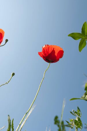 Poppy photographed from below with blue skyの写真素材