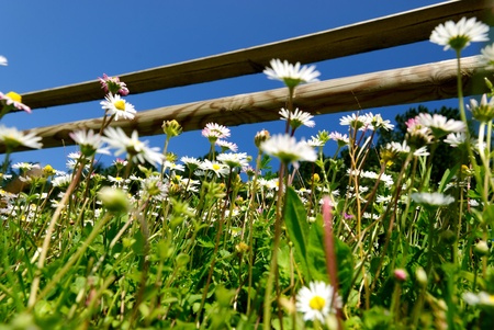 daisies in spring photographed from belowの写真素材
