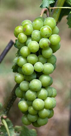 bunch of green grapes in the summerの写真素材