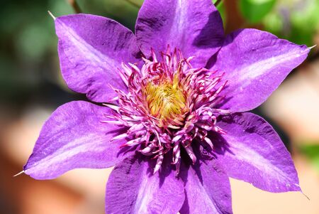 macro photo of a purple clematis in bloomの写真素材