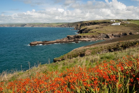 seascape with flowers in Port Isaac in Cornwallの写真素材