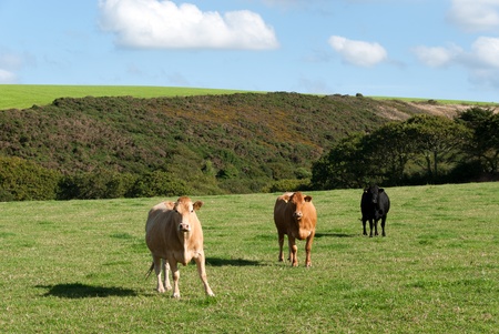 Three different colored cows in Cornwallの写真素材