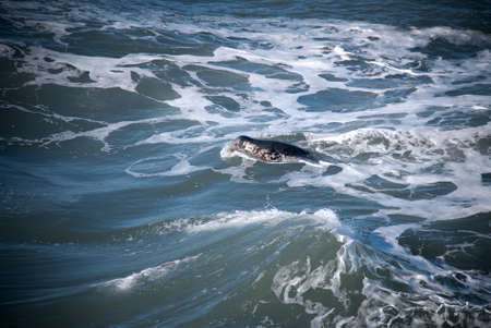 seal pups on the beach of Vik in Iceland
