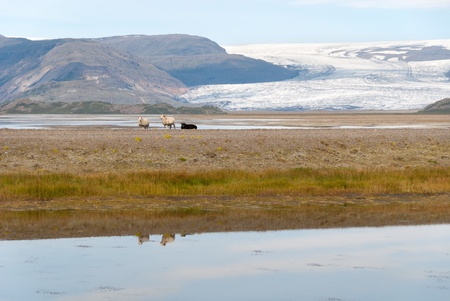 landscape with sheep in iceland near vikの写真素材