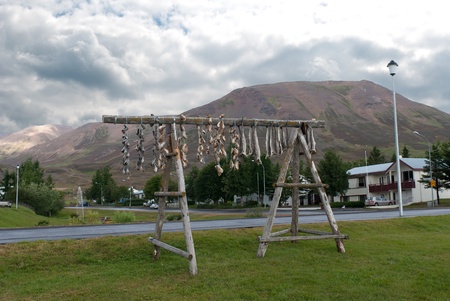  the process of drying cod in icelandの写真素材