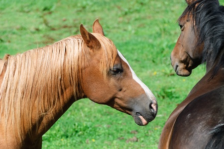 pair of horses in a field in Cornwallの写真素材