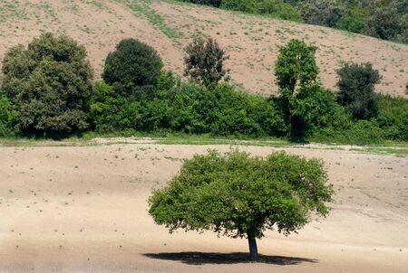 tree on arable farmland in Grosseto in Tuscanyの写真素材
