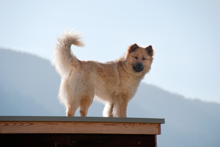 a dog on the roof of a houseの写真素材