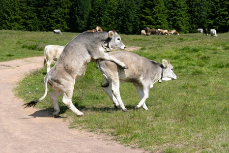 calves intent on mating game in South Tyrolの写真素材