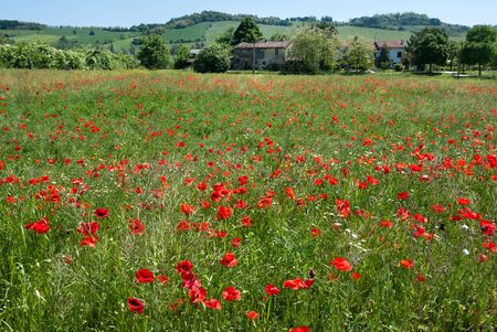 landscape of campaign with meadow poppies の写真素材