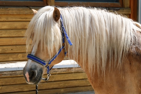 Blonde riding in South Tyrolの写真素材