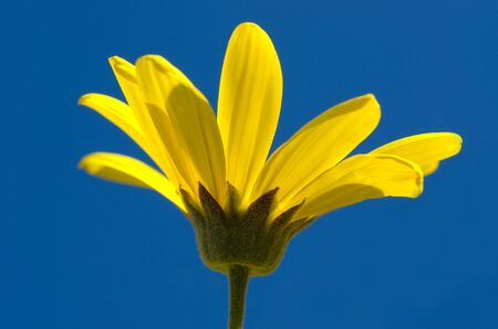 macro of a yellow daisy with blue skyの写真素材