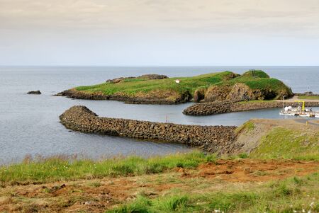 colony of Puffins in Iceland Borgarfjorourの写真素材