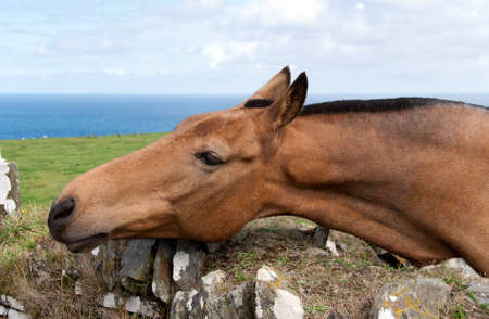 horse with mane cut in Tintagel in Cornwallの写真素材