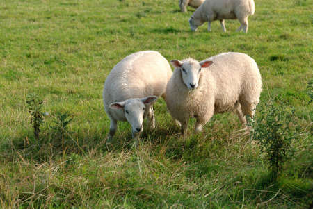 pair of sheep in Port Isaac in Cornwallの写真素材