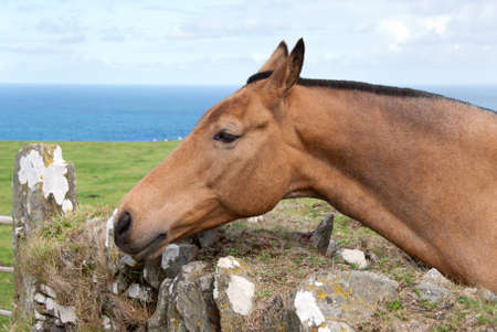 horse with mane shaved in Cornwallの写真素材