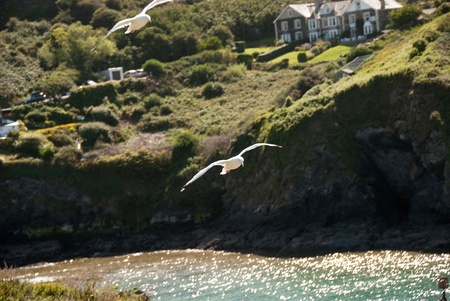 Pair of seagulls in flight to Port Isaacの写真素材