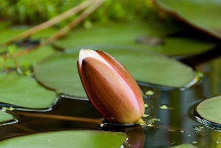 flower and lily pads in Cornwallの写真素材