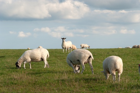 sheep grazing in Port Isaac in Cornwallの写真素材
