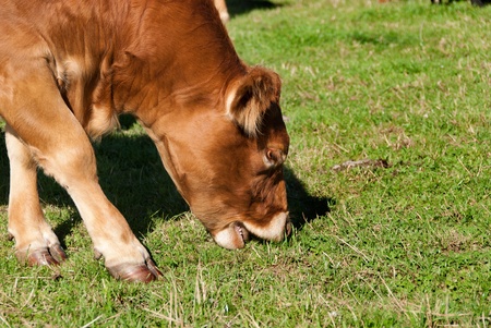 Cow grazing in Port Isaac in Cornwallの写真素材