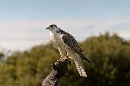 peregrine hawk trained in Cornwallの写真素材