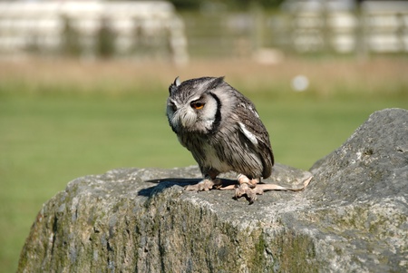 Owl of South Africa on a rock in Cornwallの写真素材