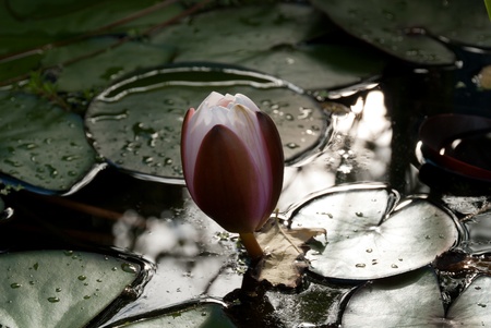 water lily in a pond in Cornwallの写真素材