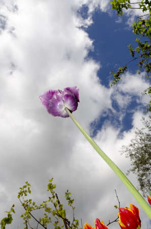 purple tulip background of sky and cloudsの写真素材
