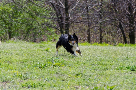 Border collie while running on the lawnの写真素材