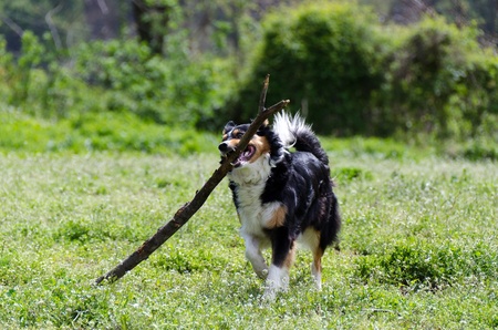 Border collie running with stick in mouthの写真素材
