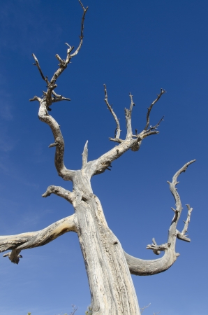 tree with blue sky in Bryce Canyon in Utah in Americaの写真素材
