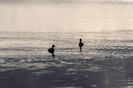 ducks at sunrise on Yellowstone Lake in Wyoming in Americaの写真素材