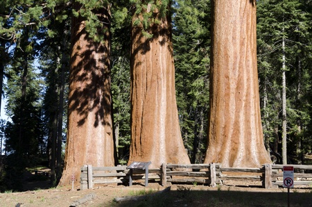 Sequoias in Sequoia National Park in California in the United States of Americaの写真素材