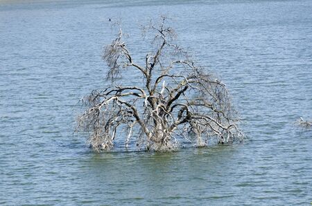 tree plunged into Lake Kaweah in California in the United States of Americaの写真素材
