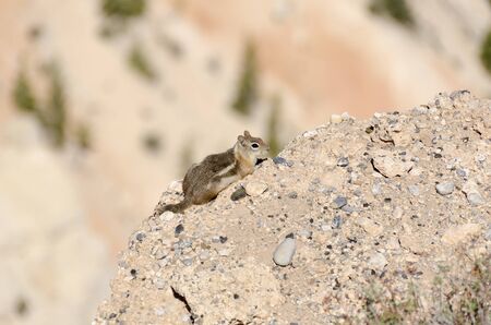 squirrel in Bryce Canyon National Park in Utah in the United States of Americaの写真素材