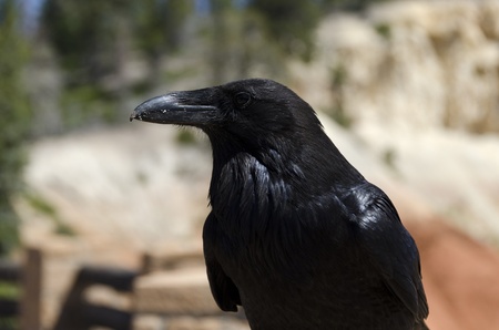 crow in Bryce Canyon National Parkの写真素材