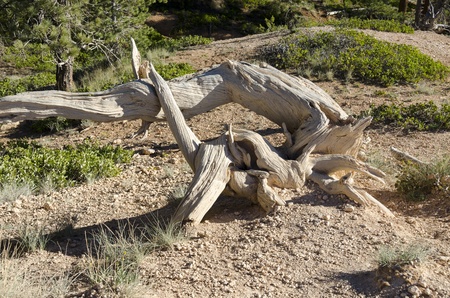 dry bark in Bryce Canyon National Park in Utah in the United States of Americaの写真素材