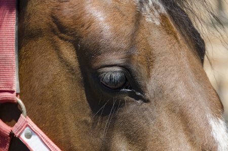Closeup of a brown horseの写真素材
