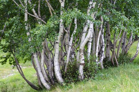 clump of birch trees in Italyの写真素材