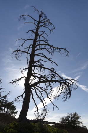 dead tree at sunrise with the sun behind in Bryce Canyon in Utah in the United States of Americaの写真素材